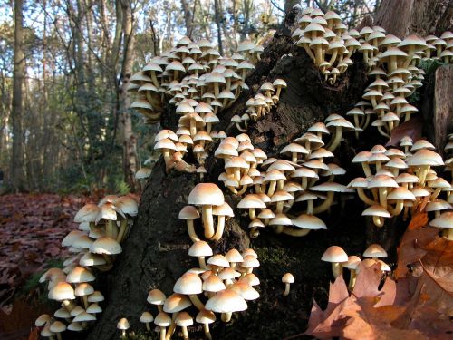 mushroom nature autumn