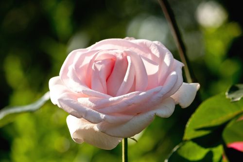 nature rose pink