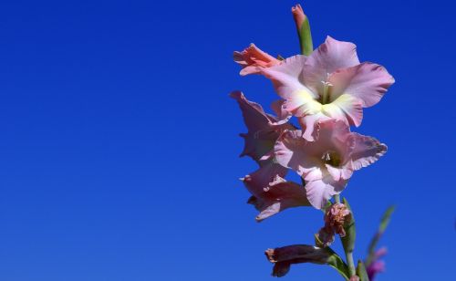 gladiolus iridaceae violet