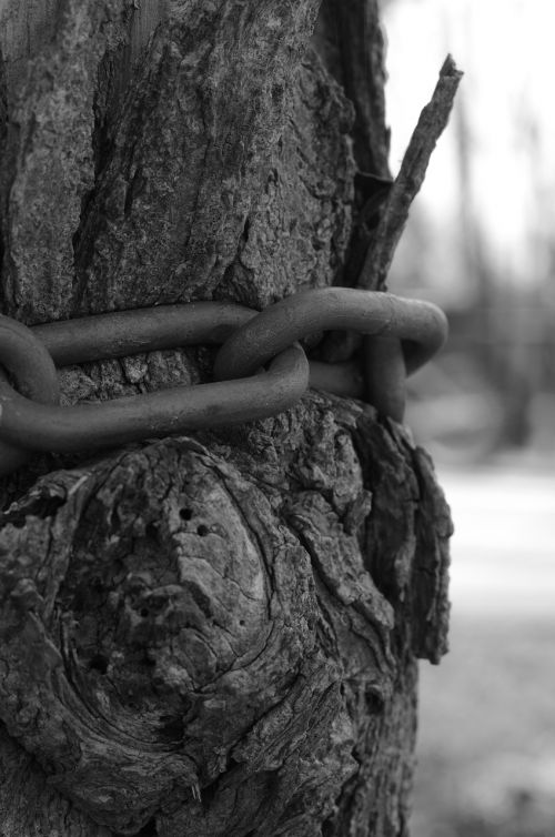 nature string tree