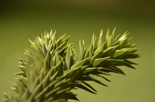 nature tree macro