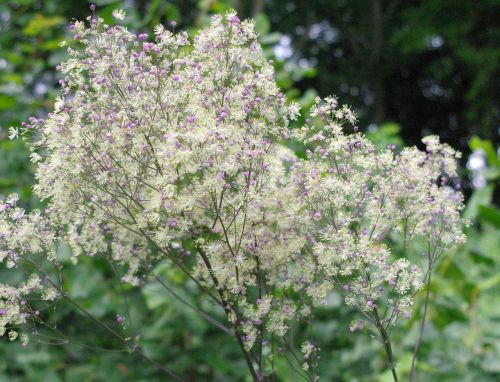 nature color flowers