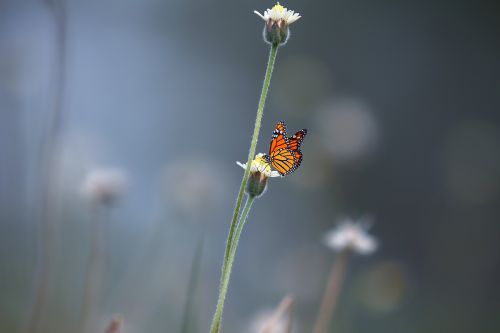 nature butterfly flower