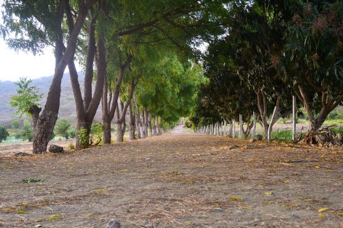 nature trail landscape