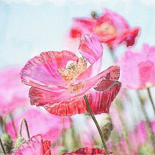 wild poppy nature summer