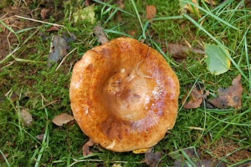 mushroom nature autumn