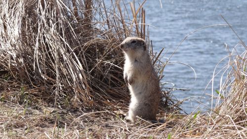 nature animals gopher