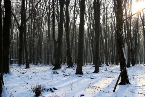 nature winter snow