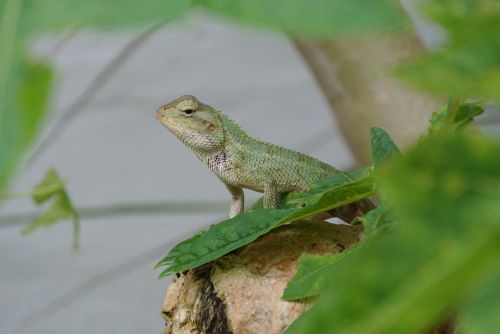 lizard green nature