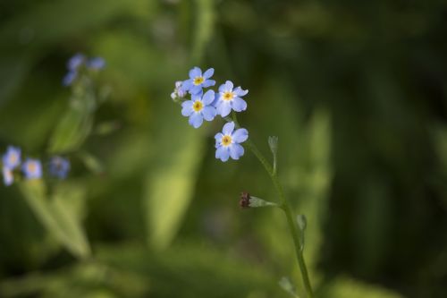 flower nature forget