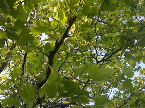 nature tree leaves