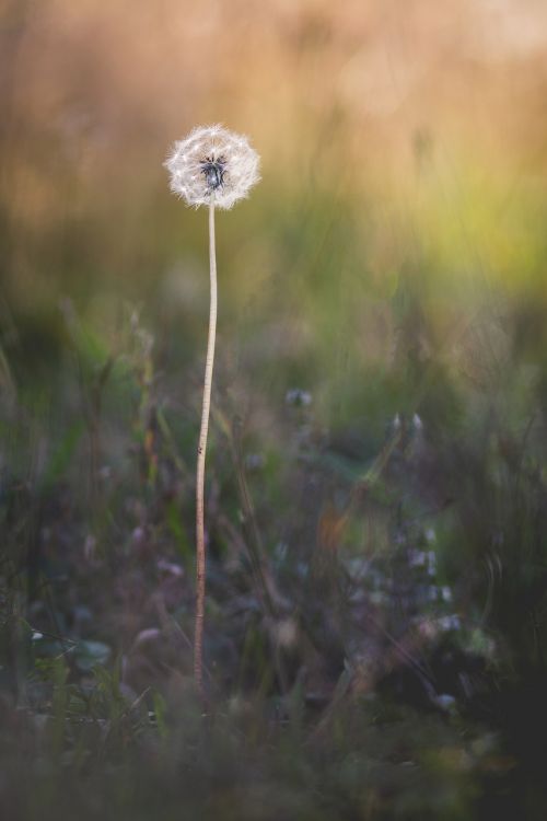 nature dandelion flower