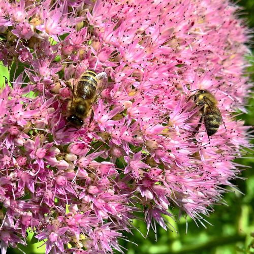 bees nature flowers