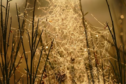 nature sunrise landscape