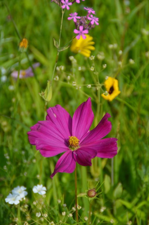 nature flowers meadow