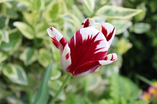 nature flower spring flowers