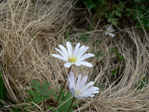 nature flora flowers