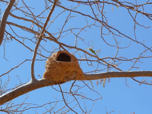 bird's nest nature animals