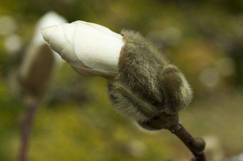 nature plant bud