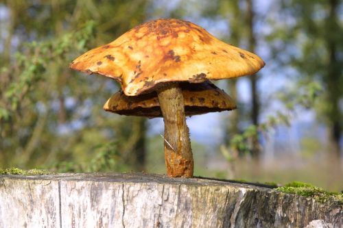 mushroom mushrooms forest mushrooms
