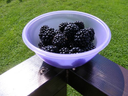 nature bowl blackberries