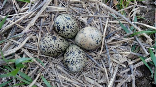 eggs quail nature