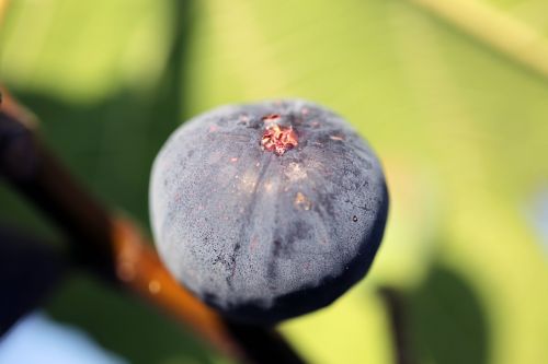 fig nature fruit