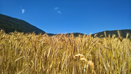nature wheat cereals