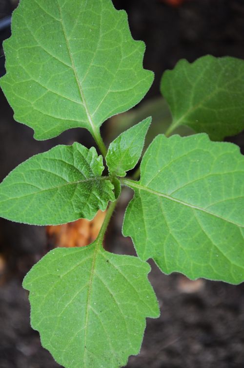 nature leaves green