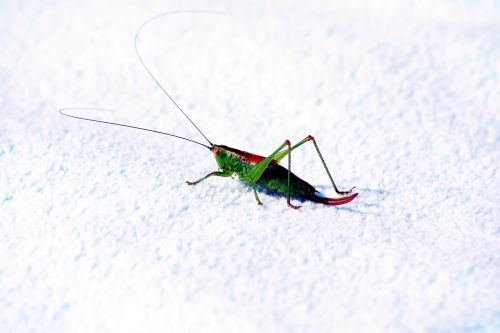 nature animal grasshopper
