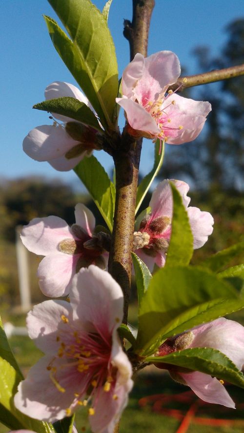 nature flower plant