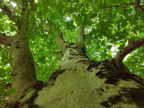 nature tree secular