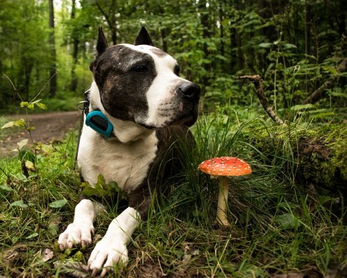 nature dog animal