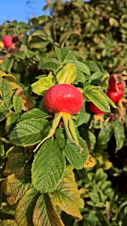 nature plant apple rose