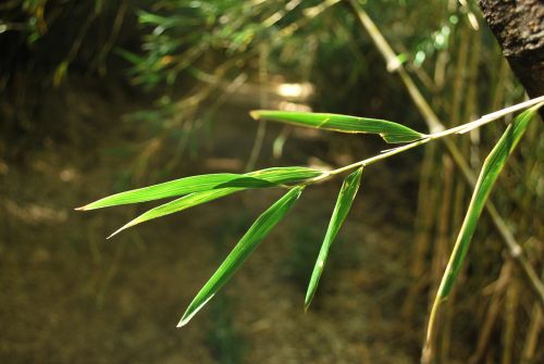 nature bamboo plants