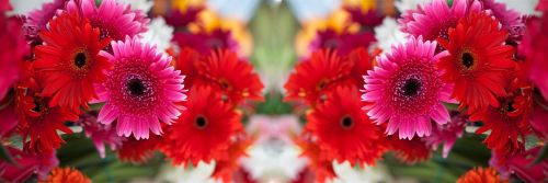 nature flowers gerbera