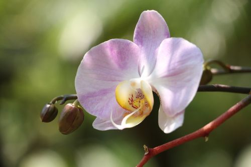 nature flowers plant