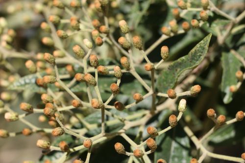 nature flowers plant