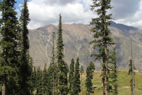 nature tree mountains