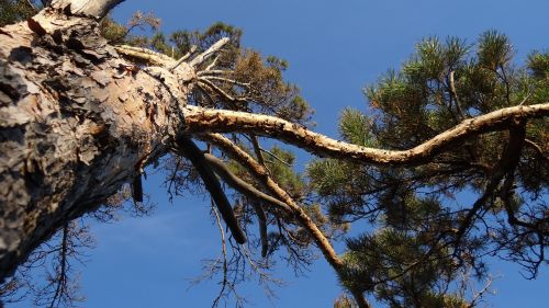 nature tree pine