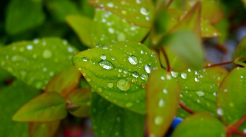 nature leaf raindrop