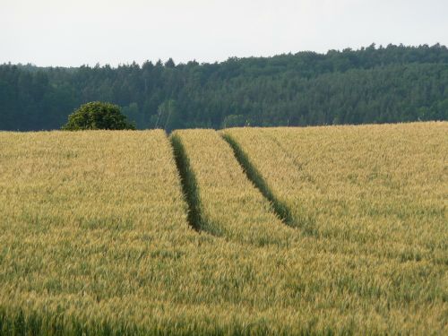 nature landscape summer