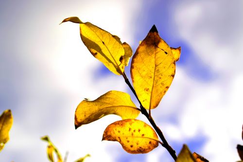 nature autumn autumn leaf