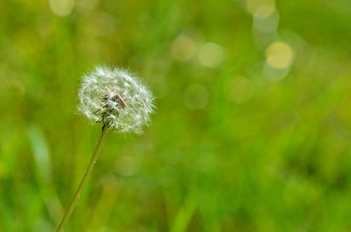 nature flower plant