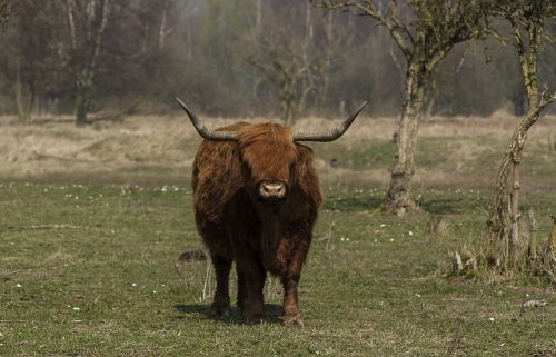 nature animals beef