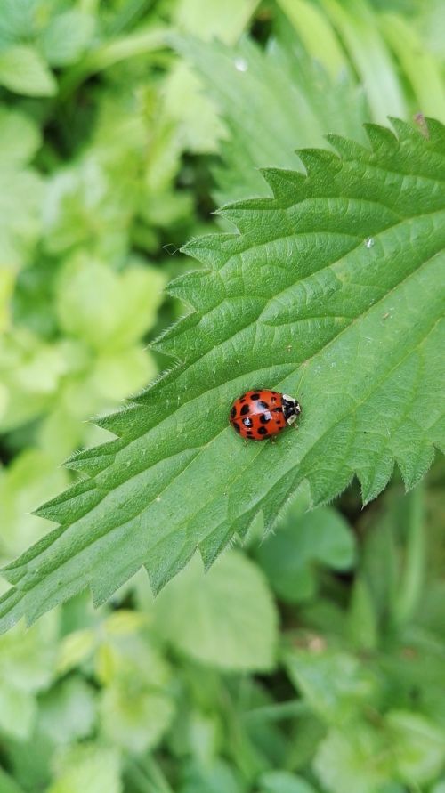 nature ladybug plant