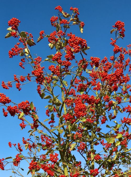 nature plant rowan