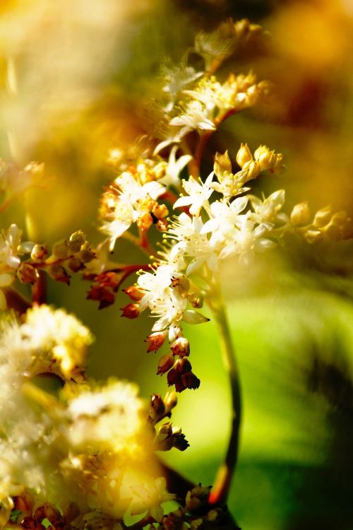 nature flower spring