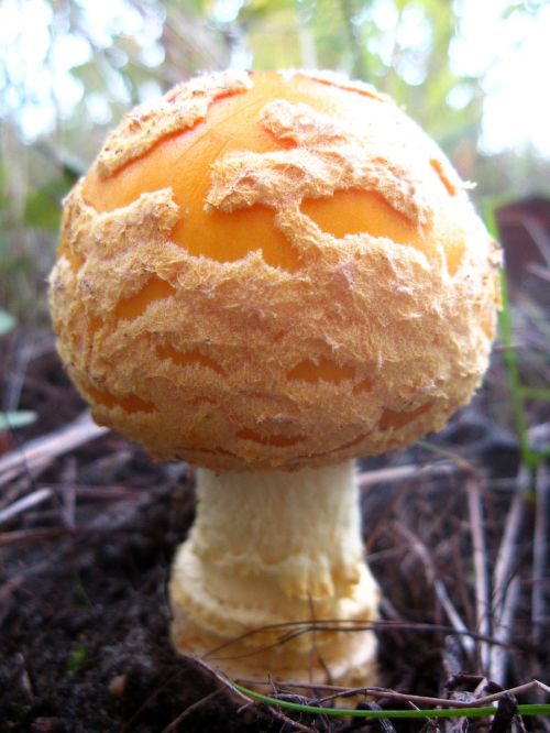 nature amanita flavoconia fungi
