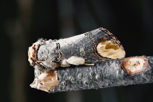 nature moth camouflage